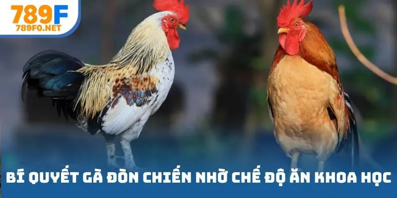Bí quyết gà đòn chiến nhờ chế độ ăn khoa học