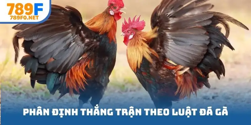 Phân định thắng trận theo luật đá gà trực tiếp
